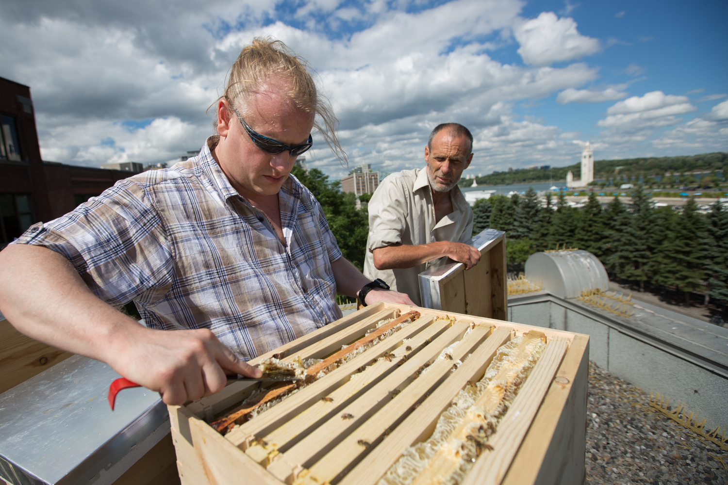 Inspection des ruches sur le toit de l'Accueil Bonneau, au 427 rue de la Commune Est